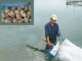 Phú Quốc Nghề nuôi ốc hương tiềm năng còn bỏ ngỏ